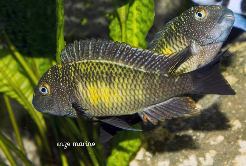 Tropheus moorii 'Kalambo Lodge'